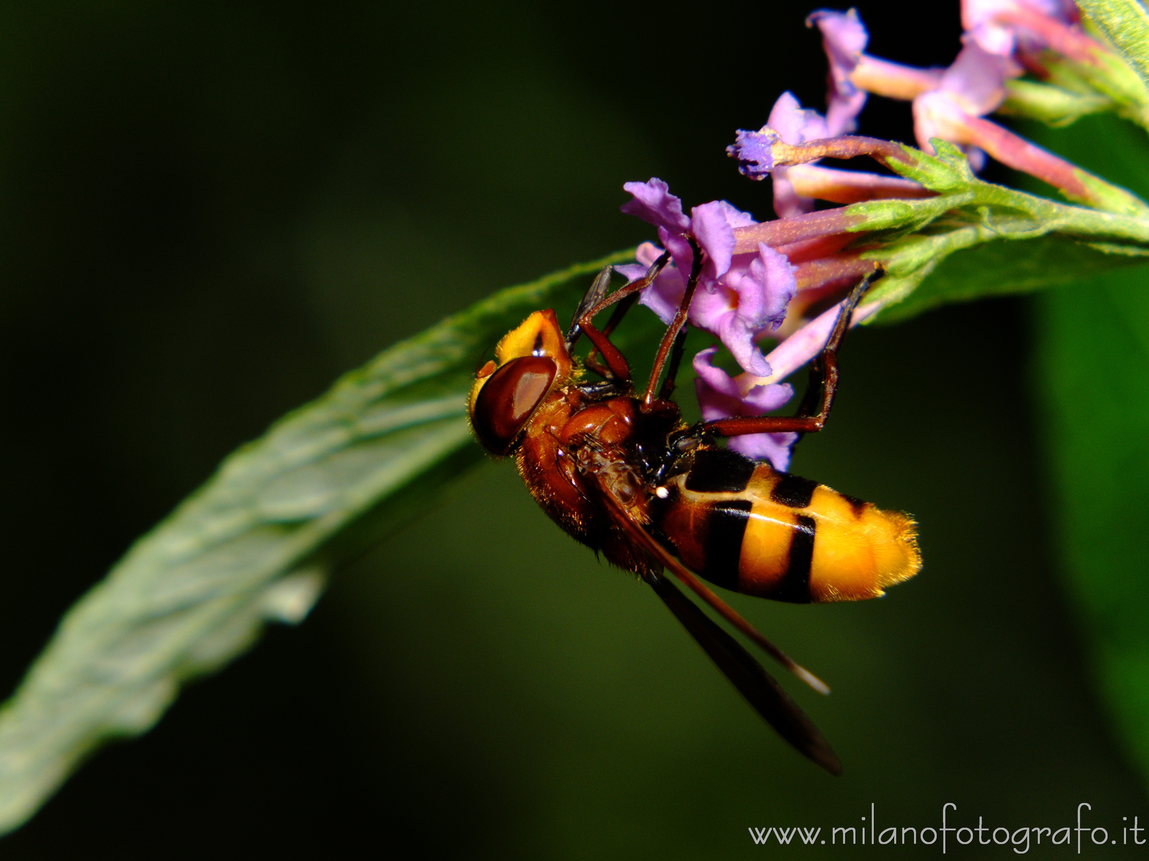 Cadrezzate (Varese) - Volucella zonaria su Buddleja davidii